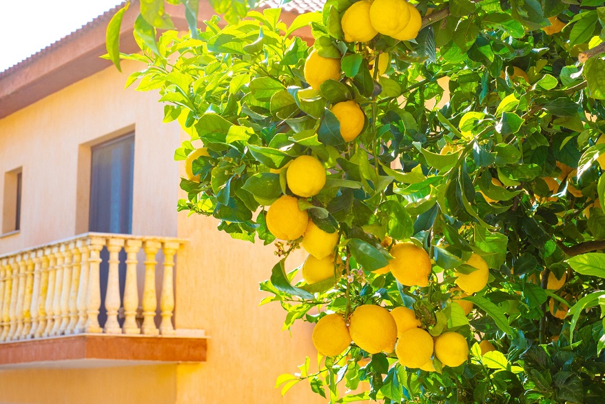 עץ לימון ובית מגורים במשק עזר